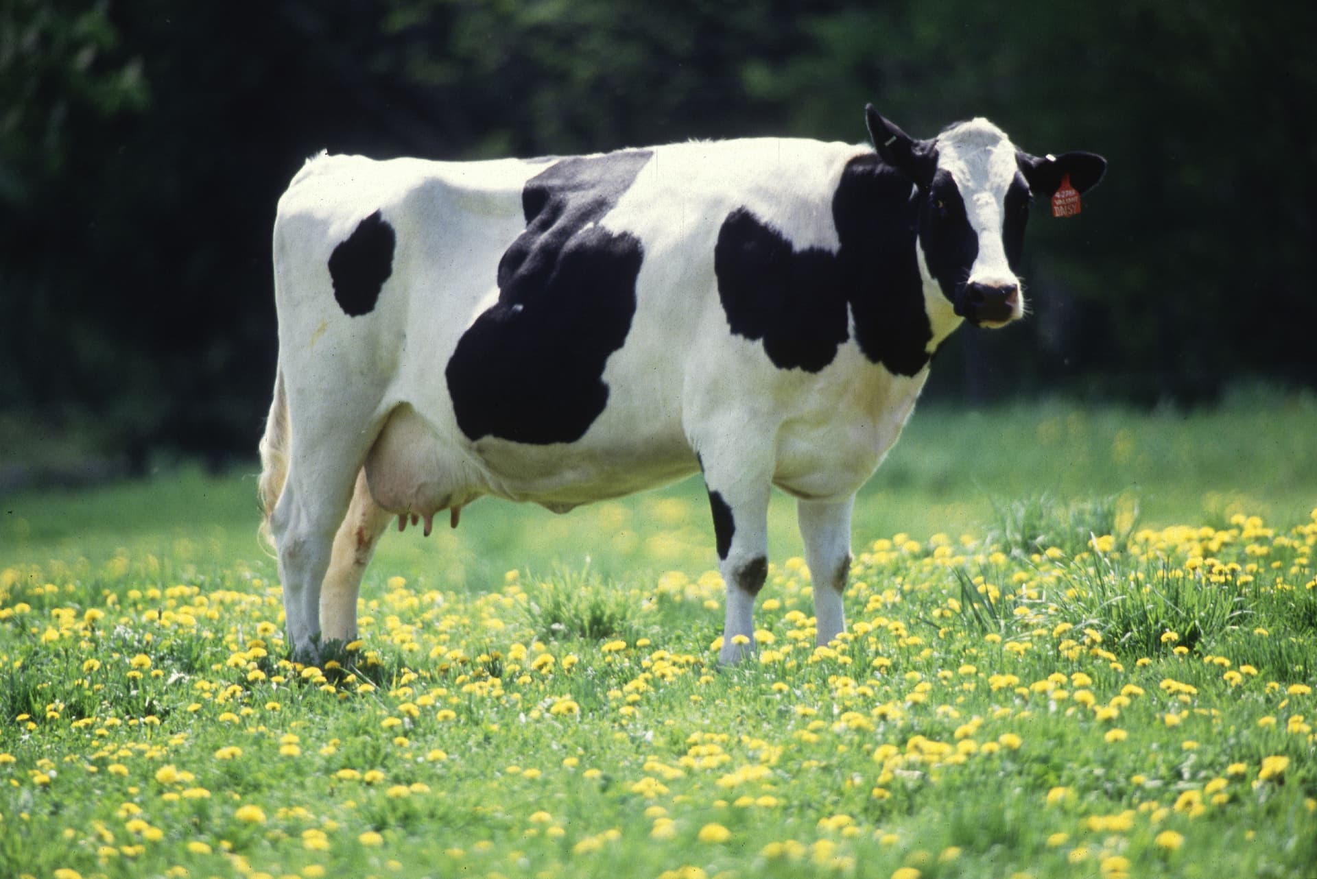 Cow for Qurbani sacrifice